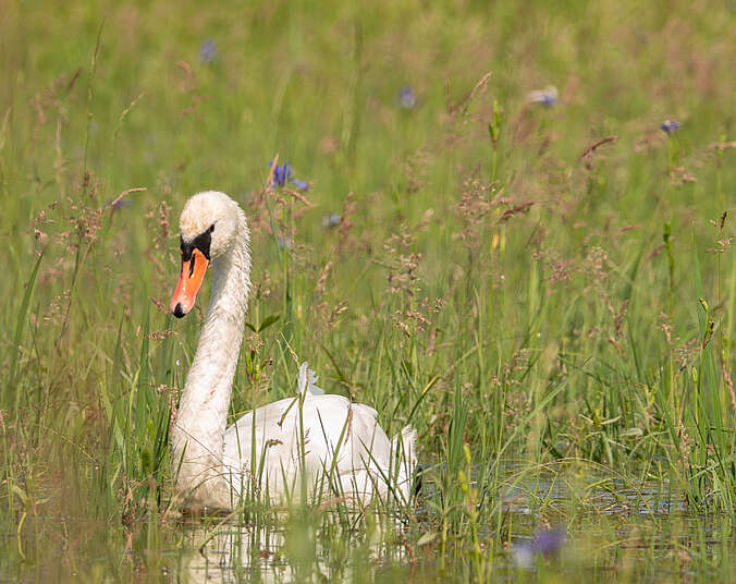 Ein Schwan in einer überschwemmten grünen Wiese.