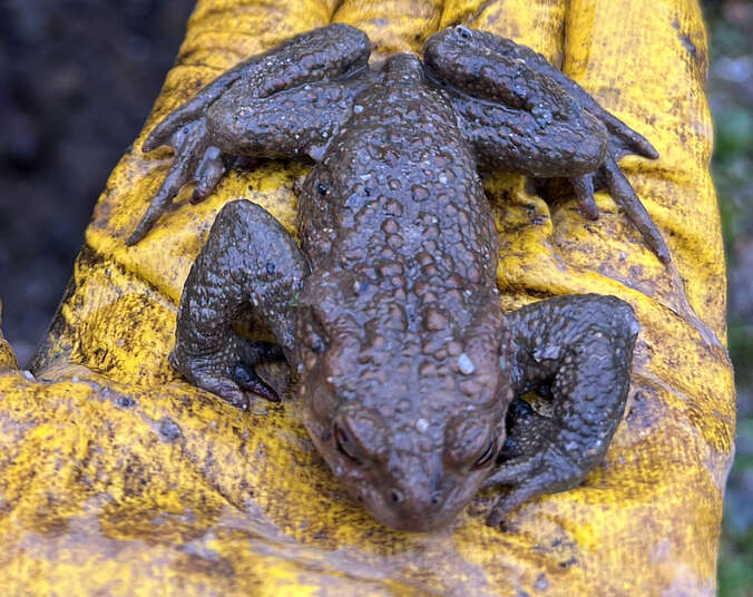 Ein Frosch sitzt auf einer Hand, die einen gleiben Handschuh trägt.