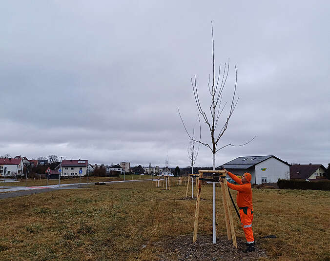 Arbeiter pflanzt einen Baum.