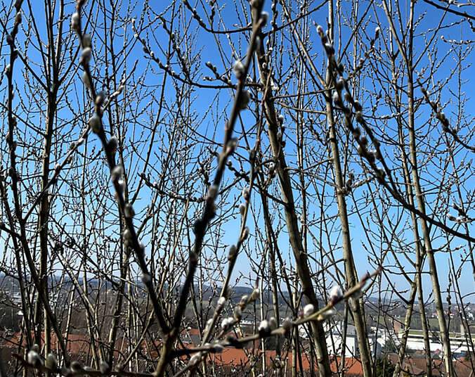 Strauch mit Weidekätzchen vor blauem Himmel