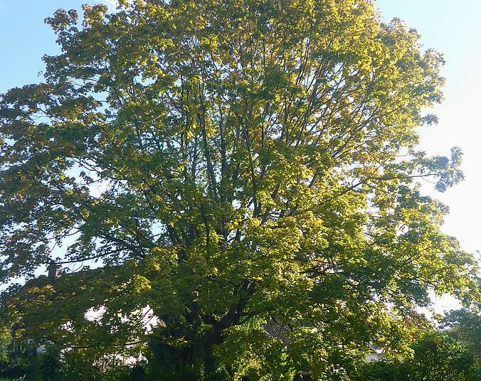 Baum auf Wiese mit blauem Himmel