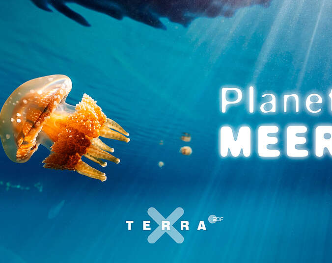 Unterwasseraufnahme von einer orangenen Qualle.