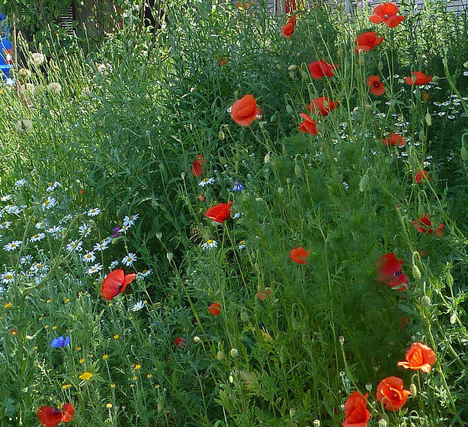 Blütenhecke