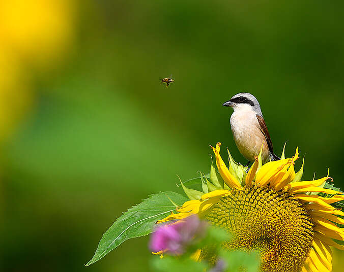 Großaufnahme eines Vogeles Neuntöter auf dem Kopf einer Sonnenblume. Vor seinem Schnabel fliegt eine Biene.