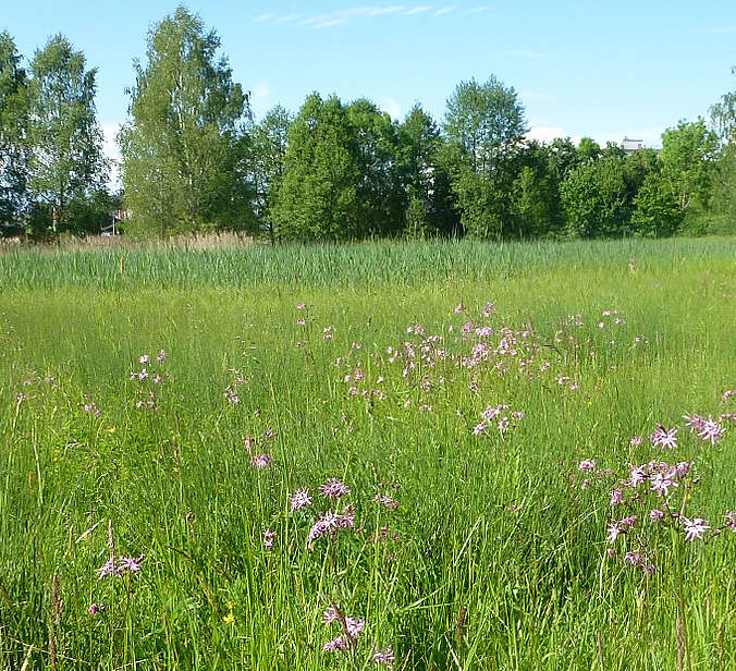 Blumenwiese